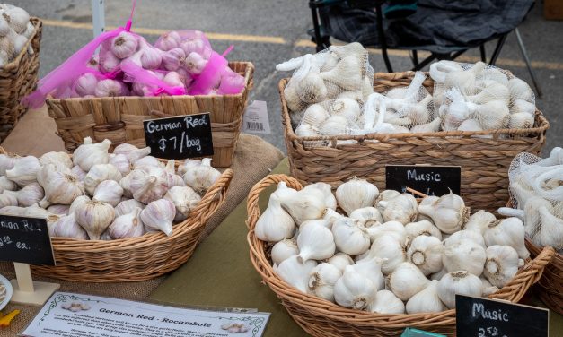 Eat Stink and Be Merry at this year’s Mohawk Valley Garlic and Herb Festival