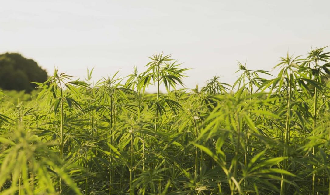 Cuomo signs legislation legalizing adult-use cannabis