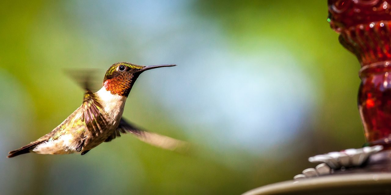DEC Announces 2021 ‘I BIRD NY’ Challenges