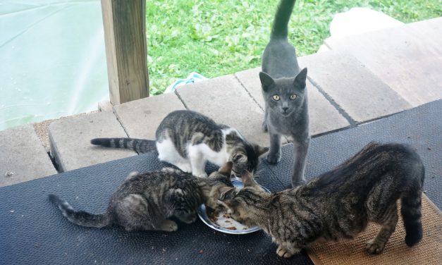 Dolgeville Leads by Example with Successful TNR Program
