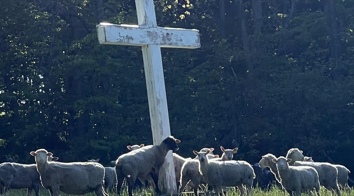 d’Ovine Intervention