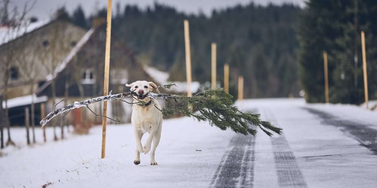 Christmas on Main in Dolgeville