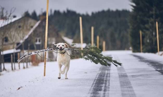 Christmas on Main in Dolgeville