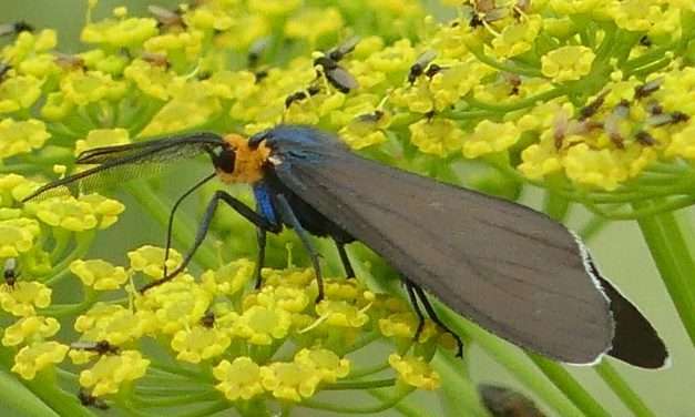 Where I Wander – Diurnal Moths and Butterflies
