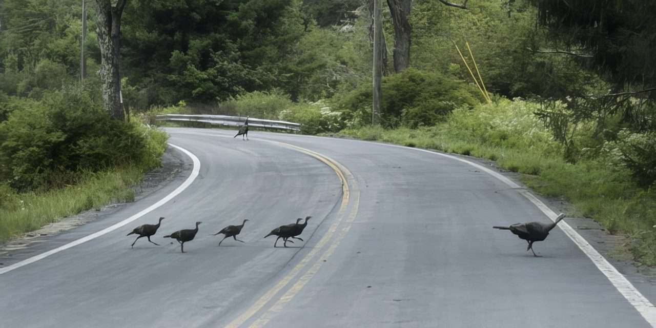 Public Encouraged to Report Turkey Sightings During Month of August