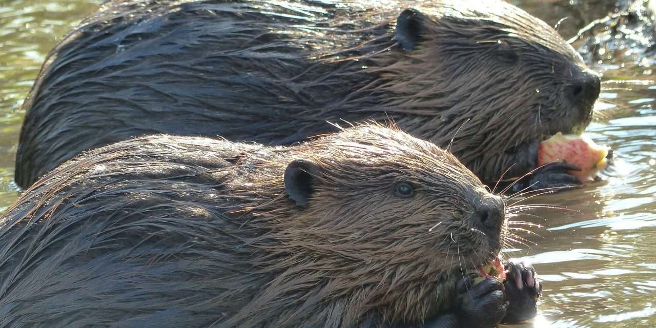 Where I Wander – Interesting Rodent