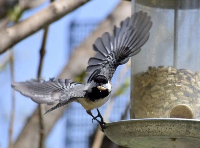 Feed Wild Birds Safely and Responsibly