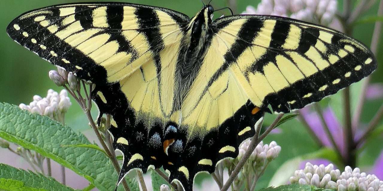 Where I Wander – Before Long – Butterflies
