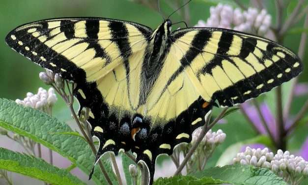 Where I Wander – Before Long – Butterflies