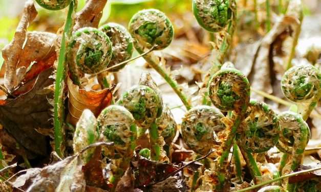 Where I Wander – Outstanding Ferns